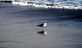 Seagull in the surf