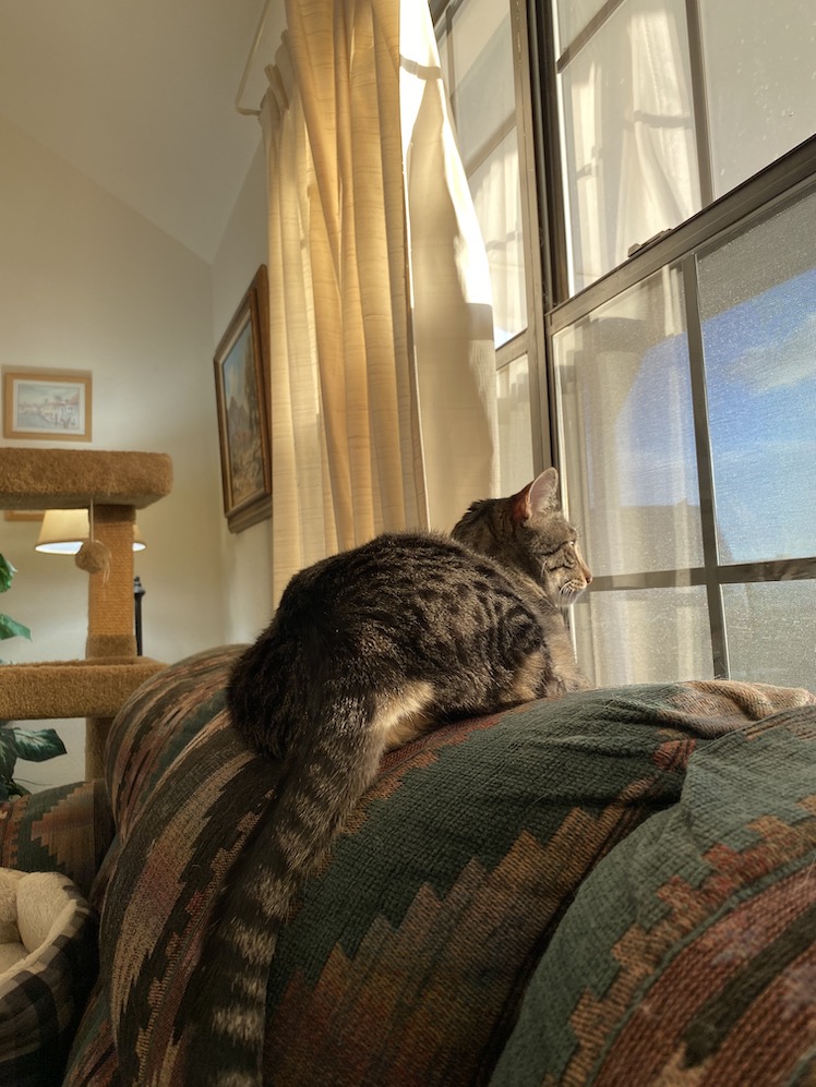 Budd looking out window at sunset.